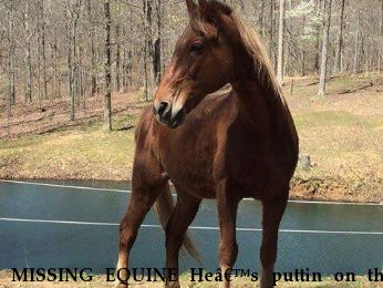 MISSING EQUINE He’s puttin on the cash , REWARD  Near Nunnelly , TN, 37137